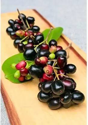 Chalisa Black Plum, Jamun, Malabar plum, Java plum Seed