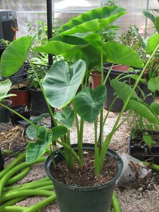 Open Garden Taro Root Arbi Vegetable Bulbs Seed