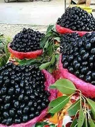 Chalisa Black Plum, Jamun, Malabar plum, Java plum Seed
