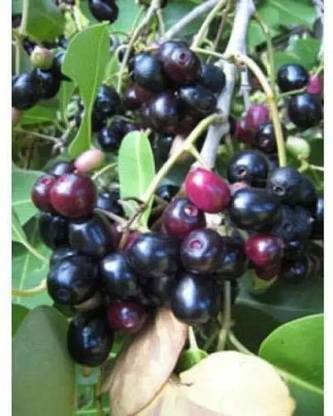 Chalisa Black Plum, Kala Jamun, Java Plum Seed