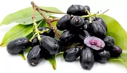Chalisa Black Plum, Kala Jamun, Java Plum Seed