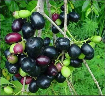Aro Black Plum, Kala Jamun, Java Plum Seed