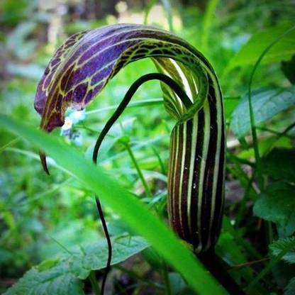 Udanta Snake Lily 100 % Perfect Good Germination in Summer [Pc of 28 Flower Bulbs] Seed