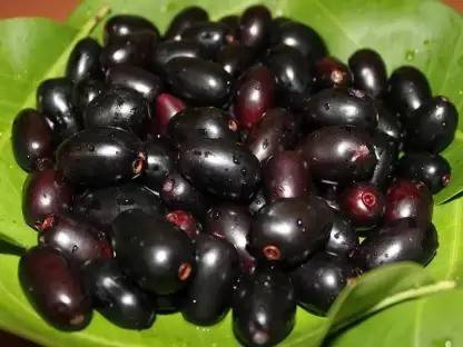 Aro Black Plum, Kala Jamun, Java Plum Seed