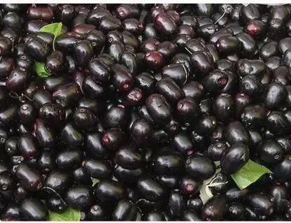 MAA Black Plum, Kala Jamun, Java Plum Seed