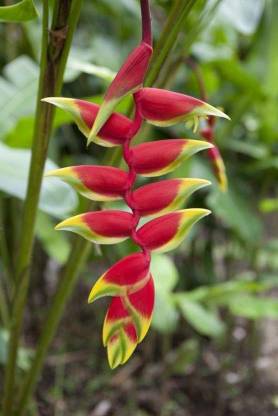 bloomaura Heliconia Seed