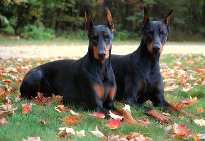 Poster Doberman Dog Large Poster sl1572 (36x24 Inches, Matte Paper, Multicolor) Fine Art Print