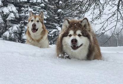 Poster Alaskan Malamute Dog Large Poster sl1398 (36x24 Inches, Matte Paper, Multicolor) Fine Art Print