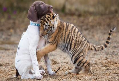 Poster Cute Baby Tiger Dog Hug Love Large Poster Large Poster sl1541 (36x24 Inches, Matte Paper, Multicolor) Fine Art Print