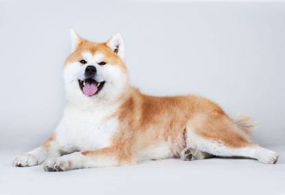 Poster American Akita Dog Poster Large Poster sl1411 (36x24 Inches, Matte Paper, Multicolor) Fine Art Print