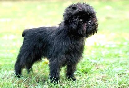 Poster Affenpinscher Dog Poster Large Poster sl1384 (36x24 Inches, Matte Paper, Multicolor) Fine Art Print
