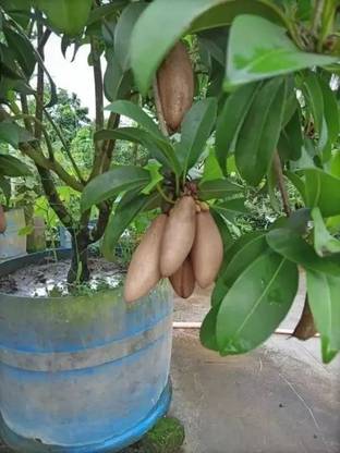 Chalisa Chikoo, Sapota, Chiku Seed