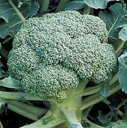 VibeX ® VMR-111 Gypsy Broccoli Seed Seed