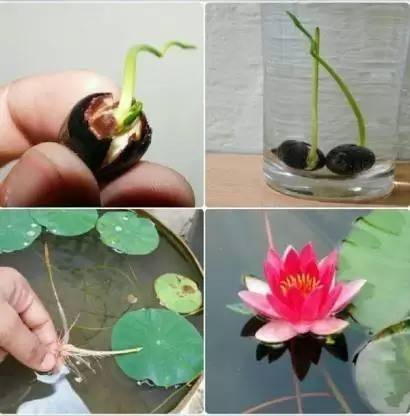 Aro Lotus, Kamal Seed