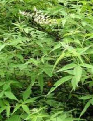 Kapebonavista shivari sapling plant nirgundi five leaved chaste tree, it is a plant not a seed Seed