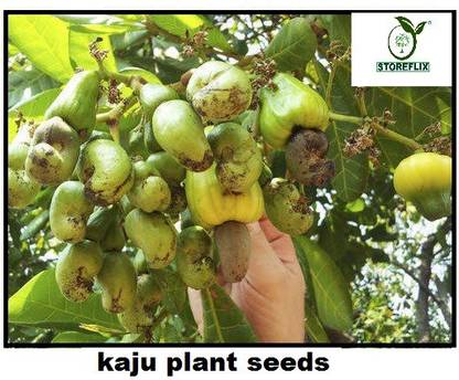 STOREFLIX KAJU Seed