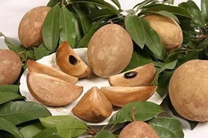 Chalisa Chikoo, Sapota, Sapodilla, Naseberry Seed