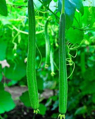 ENINE Tori Seed