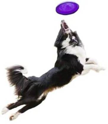 Taiyo Pluss Discovery Dog Frisbee, Interactive & Durable Flying Discs Plastic Frisbee For Dog