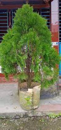 PlantsMart Platycladus/Morpankhi Plant