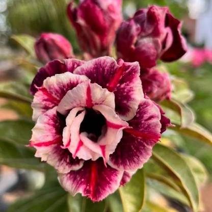 Greenery Nursery Adenium Plant