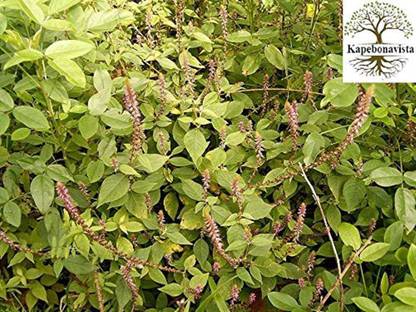 Kapebonavista Apamarga Chirchita Latjira Prickly Chaff Flowers plant, it is a plant not a seed Seed