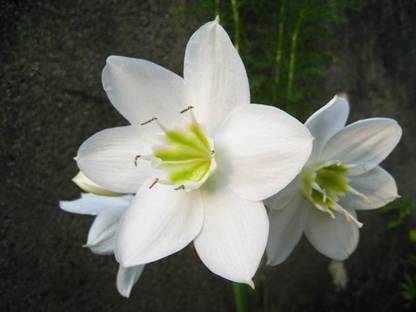 Udanta Eucharis Lily for Indian Climate Best Blooms In Summer Pack of 50 Flower Bulbs Seed
