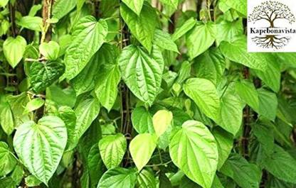 केपबोनाविस्ता पान पाइपर बेटल ताम्बूल सप्तशिरा नागरबेल एक पौधा है जो बीज नहीं है बीज