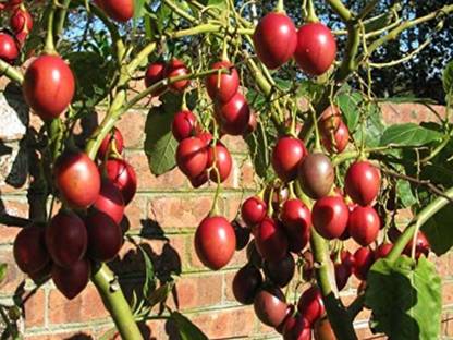 SHOP 360 GARDEN Tamarillo, Tree Tomato Fruit Seeds for Growing - Pack of 60 Seeds Seed