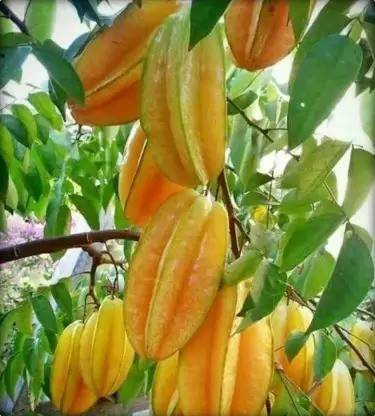 Aro Carambola, Star fruit Seed