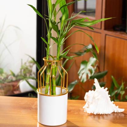 IWWIDO Table Top Planter With Golden Trellis For Indoor Plant Climbers Or Vines Plant Container Set