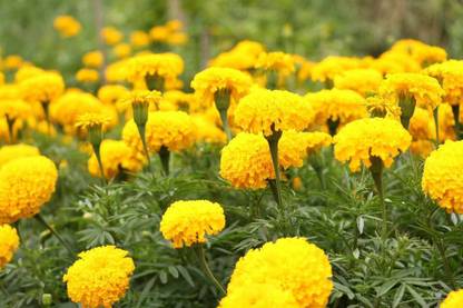 Amex Farms Marigold Pusa Basanti Flower Seed