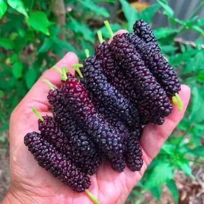 Aro MulBerry, Mulberries, Shahtoot Seed