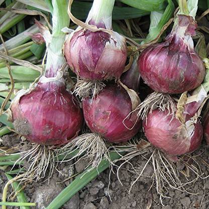 Aywal Nasik Super Red (कांदा) Onion Seed