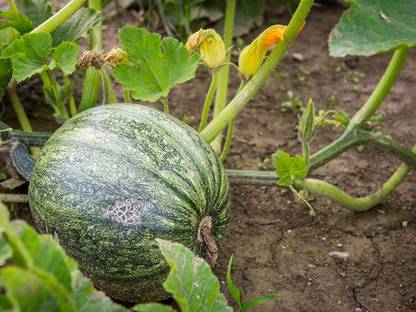 VibeX ® VMR-109 Pumpkin Kaddu Vegetable Hybrid Seeds Seed
