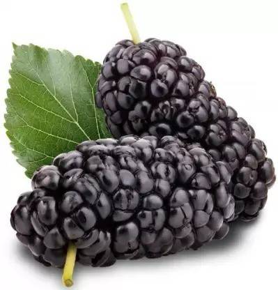 Aro MulBerry, Mulberries, Shahtoot Seed