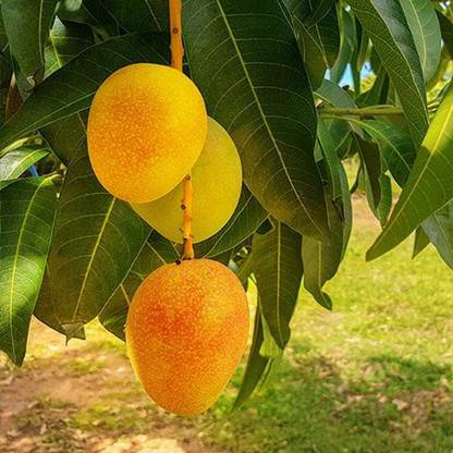 Lilyville Dasheri Mango Plant
