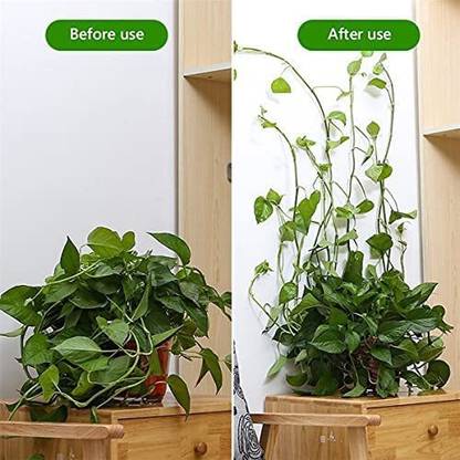 dreamexpo Plant Climbing Fixing Clip Self-Adhesive Fixture Wall Sticky Hook Plant Clip Plant Straightener