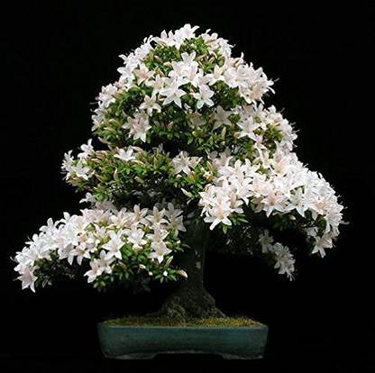 Earth Plant Farm Murraya Paniculata Plant