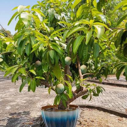 Click to purchase Mango Plant
