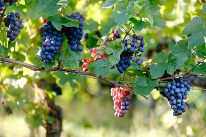 Angel Grape Plant