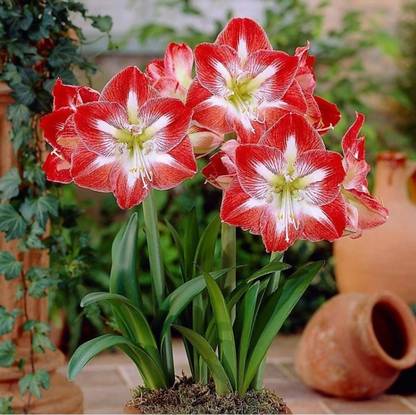Padmavatii Spider Lily Flowering Plant