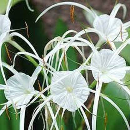 Audbhidhi Spider Lily Flower for Bulbs for Summer Season (White) Pack of 20 Bulbs Seed