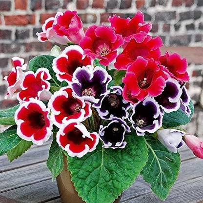 Audbhidhi Gloxinia (Mix Color) Flower for Bulbs for Summer Season [Pack of 5 Bulbs] Seed