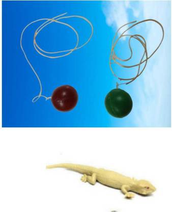 imtion 2 IN 1 ( 1 pcs Chipkali lizard toy + 2 Pcs Hand Rubber ball toy )