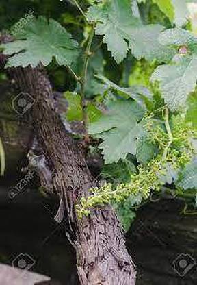 Fulmala Nursery Grape Plant