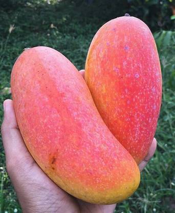 Mahachanok Grafted Mango Plant