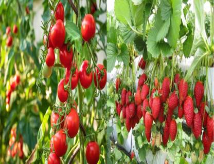 GROUNDOXY BEST QUALITY HYBRID STRAWBERRY AND CHERRY TOMATO SEED COMBO PACK. (PACK OF 2) Seed