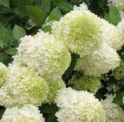 My Dream Nursery Hydrangea Plant