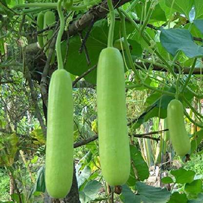 KANAYA Bottle Gourd ( Lauki/ Lau/Clabash) Seeds Seed